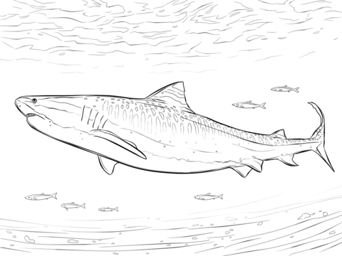 Realistic Tiger Shark Coloring Page